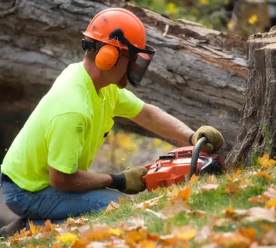 tree services District Heights